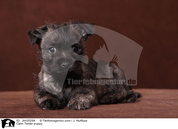 Cairn Terrier Welpe / Cairn Terrier puppy / JH-05294
