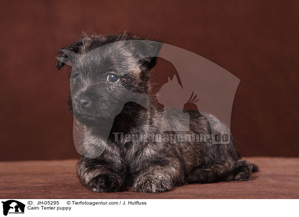 Cairn Terrier Welpe / Cairn Terrier puppy / JH-05295