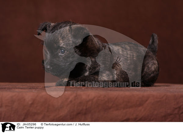 Cairn Terrier Welpe / Cairn Terrier puppy / JH-05296