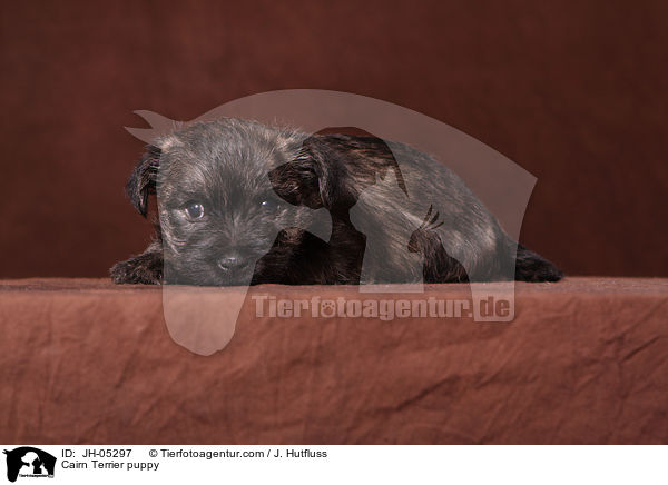 Cairn Terrier Welpe / Cairn Terrier puppy / JH-05297