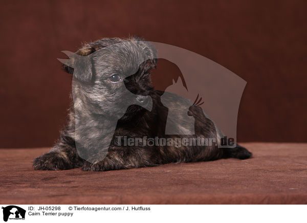 Cairn Terrier Welpe / Cairn Terrier puppy / JH-05298