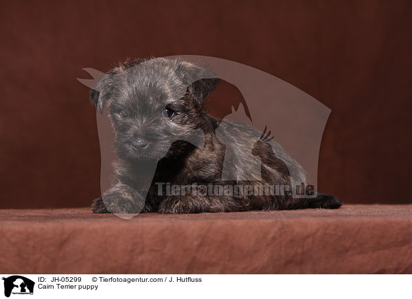 Cairn Terrier Welpe / Cairn Terrier puppy / JH-05299