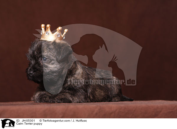 Cairn Terrier Welpe / Cairn Terrier puppy / JH-05301