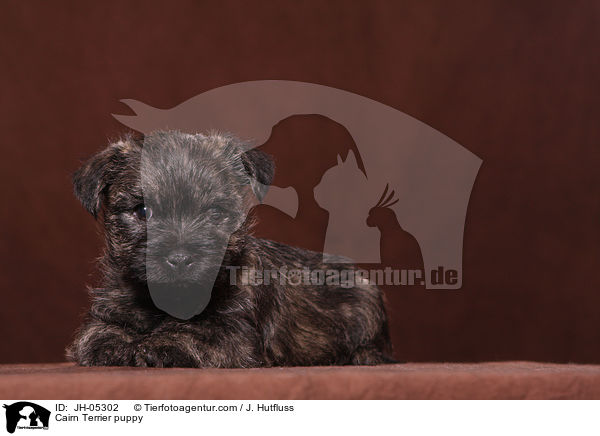Cairn Terrier Welpe / Cairn Terrier puppy / JH-05302