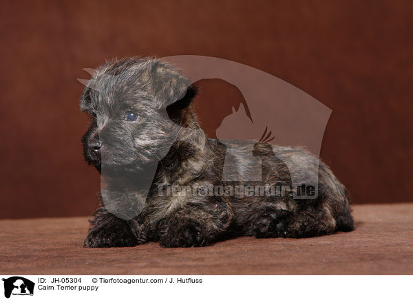 Cairn Terrier Welpe / Cairn Terrier puppy / JH-05304