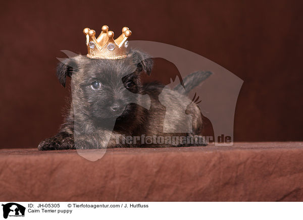 Cairn Terrier Welpe / Cairn Terrier puppy / JH-05305