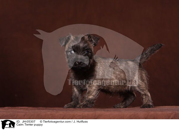 Cairn Terrier Welpe / Cairn Terrier puppy / JH-05307