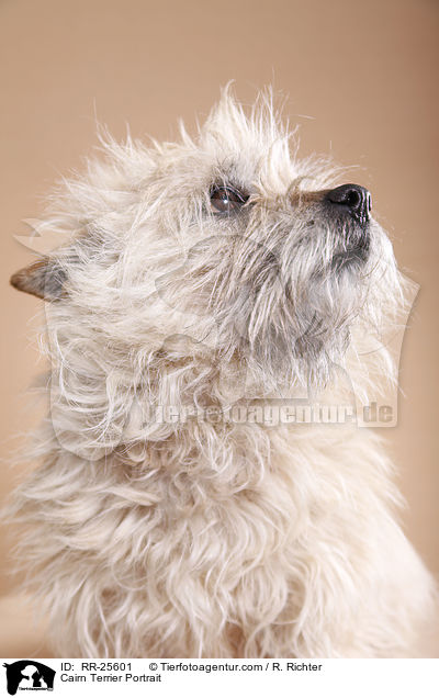 Cairn Terrier Portrait / Cairn Terrier Portrait / RR-25601