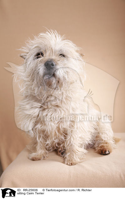 sitzender Cairn Terrier / sitting Cairn Terrier / RR-25606