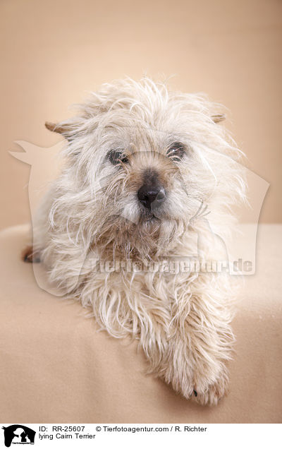 liegender Cairn Terrier / lying Cairn Terrier / RR-25607