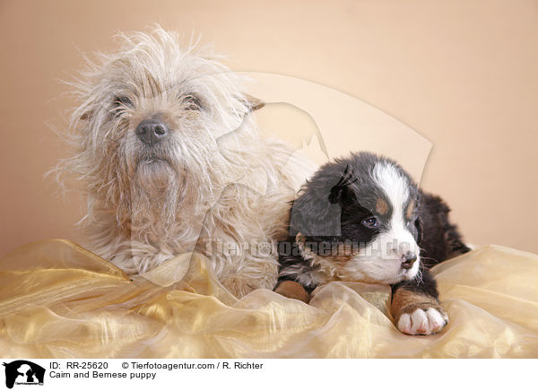 Cairn Terrier und Berner Sennenhund Welpe / Cairn and Bernese puppy / RR-25620