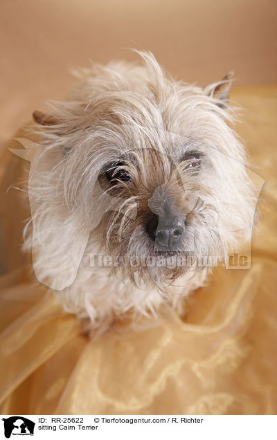 sitzender Cairn Terrier / sitting Cairn Terrier / RR-25622