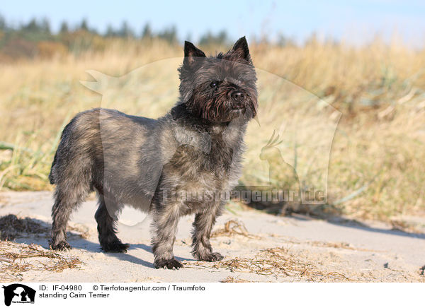 stehender Cairn Terrier / standing Cairn Terrier / IF-04980