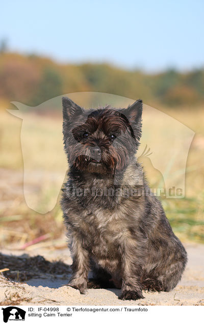sitzender Cairn Terrier / sitting Cairn Terrier / IF-04998