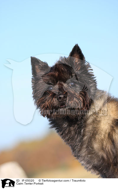 Cairn Terrier Portrait / Cairn Terrier Portrait / IF-05020