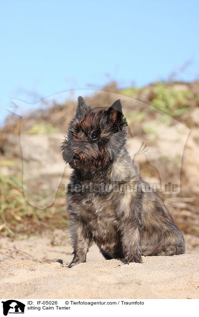sitzender Cairn Terrier / sitting Cairn Terrier / IF-05026