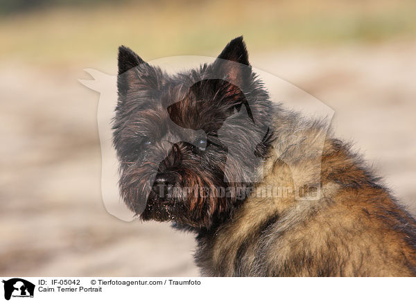Cairn Terrier Portrait / Cairn Terrier Portrait / IF-05042