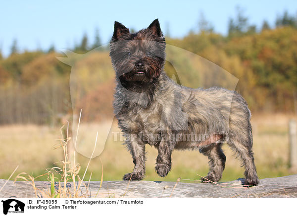 stehender Cairn Terrier / standing Cairn Terrier / IF-05055