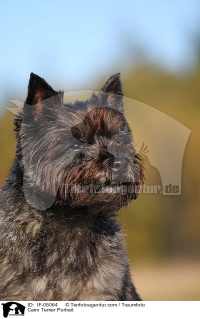 Cairn Terrier Portrait / Cairn Terrier Portrait / IF-05064