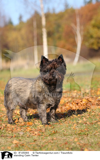 stehender Cairn Terrier / standing Cairn Terrier / IF-05065