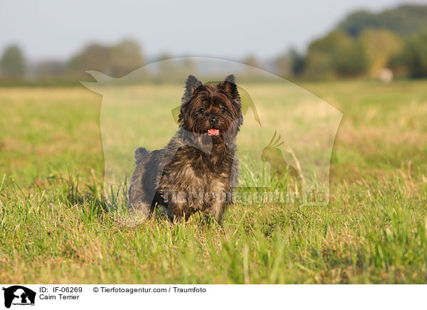 Cairn Terrier / Cairn Terrier / IF-06269