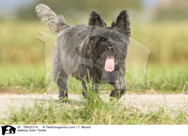 laufender Cairn Terrier / walking Cairn Terrier / TM-02314