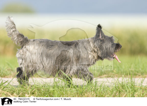 laufender Cairn Terrier / walking Cairn Terrier / TM-02315