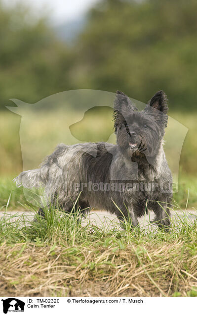 Cairn Terrier / Cairn Terrier / TM-02320