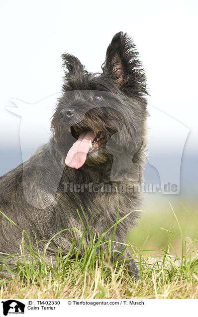 Cairn Terrier / Cairn Terrier / TM-02330