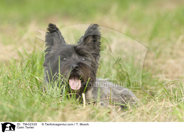 Cairn Terrier / Cairn Terrier / TM-02335