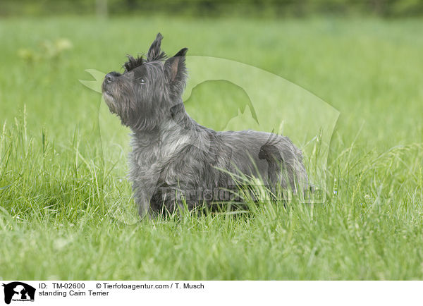 stehender Cairn Terrier / standing Cairn Terrier / TM-02600