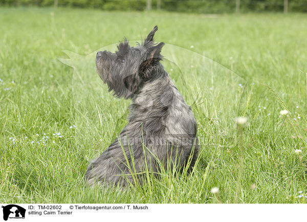 sitzender Cairn Terrier / sitting Cairn Terrier / TM-02602
