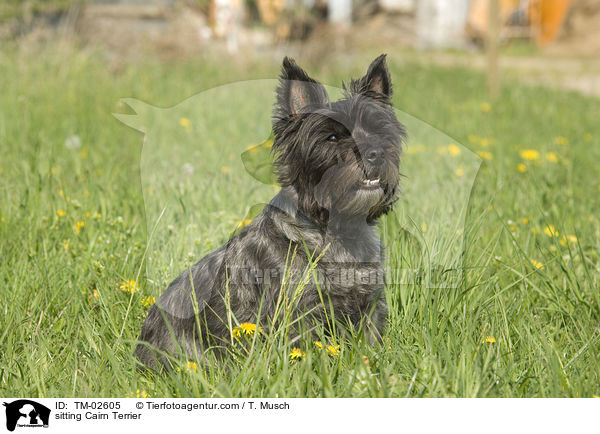 sitzender Cairn Terrier / sitting Cairn Terrier / TM-02605