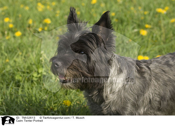 Cairn Terrier Portrait / Cairn Terrier Portrait / TM-02613