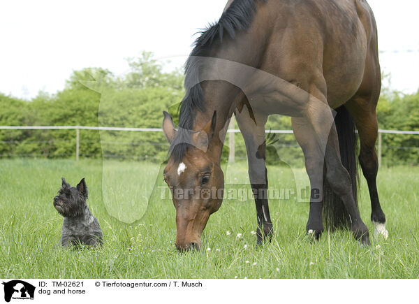 dog and horse / TM-02621