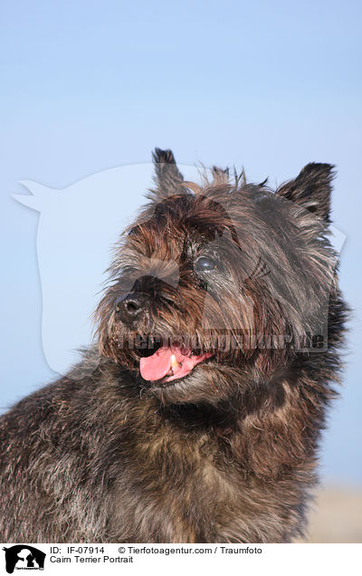 Cairn Terrier Portrait / Cairn Terrier Portrait / IF-07914