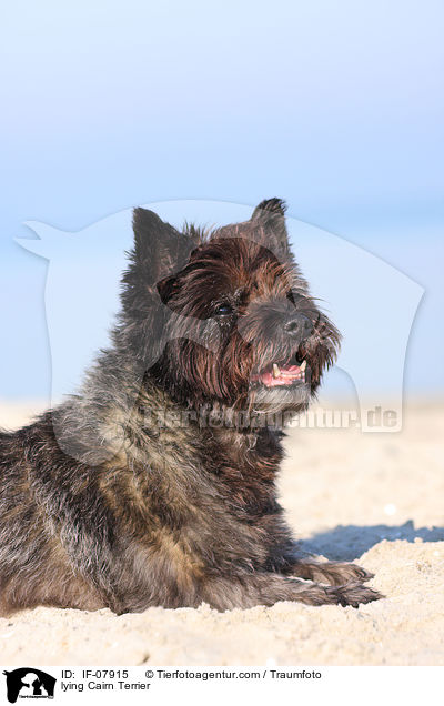 liegender Cairn Terrier / lying Cairn Terrier / IF-07915