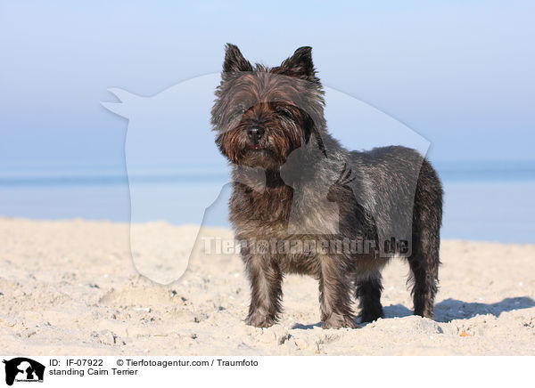 stehender Cairn Terrier / standing Cairn Terrier / IF-07922