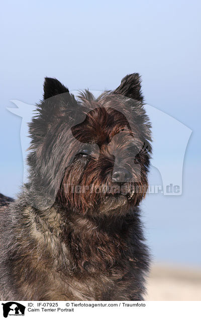 Cairn Terrier Portrait / IF-07925