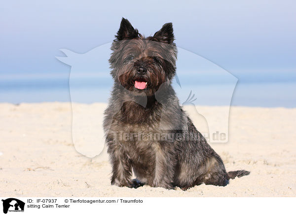 sitzender Cairn Terrier / sitting Cairn Terrier / IF-07937