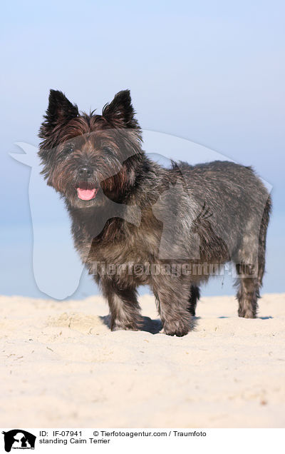 stehender Cairn Terrier / standing Cairn Terrier / IF-07941