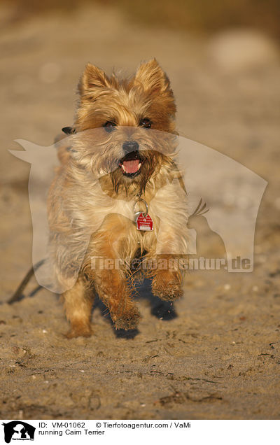 rennender Cairn Terrier / running Cairn Terrier / VM-01062