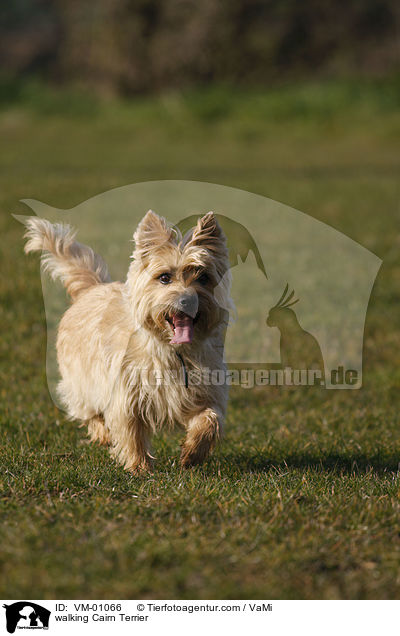 laufender Cairn Terrier / walking Cairn Terrier / VM-01066
