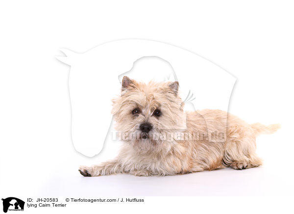 liegender Cairn Terrier / lying Cairn Terrier / JH-20583