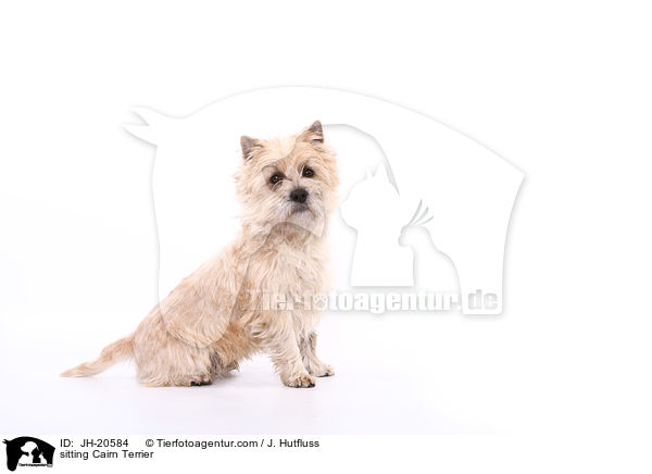 sitzender Cairn Terrier / sitting Cairn Terrier / JH-20584