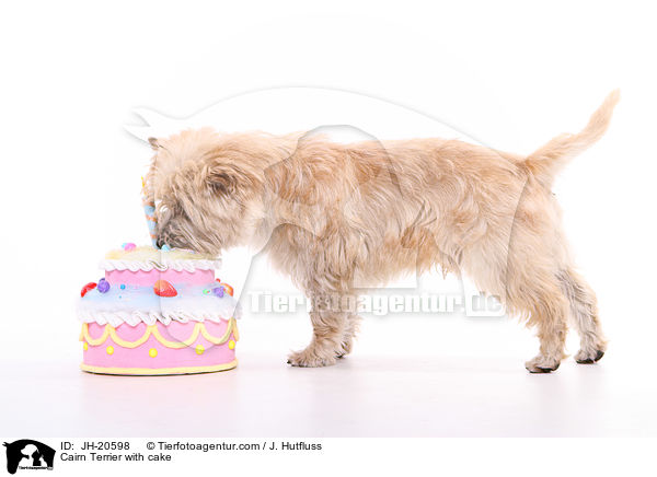 Cairn Terrier mit Torte / Cairn Terrier with cake / JH-20598