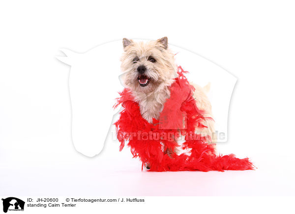 stehender Cairn Terrier / standing Cairn Terrier / JH-20600