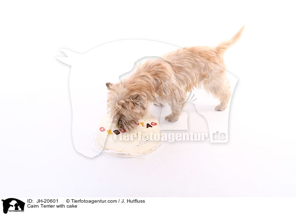 Cairn Terrier mit Torte / Cairn Terrier with cake / JH-20601