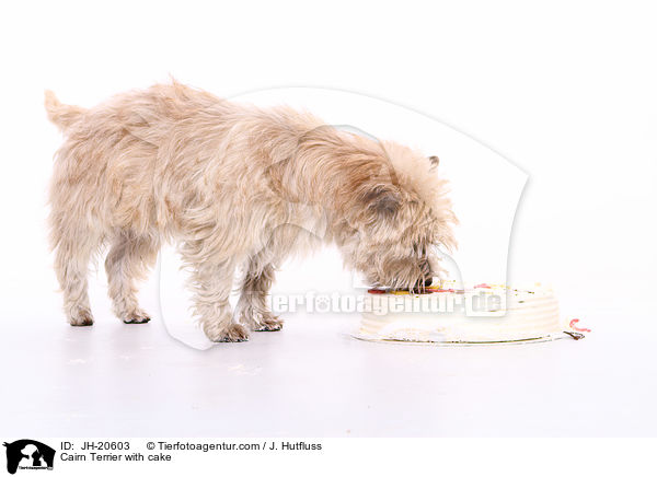 Cairn Terrier with cake / JH-20603