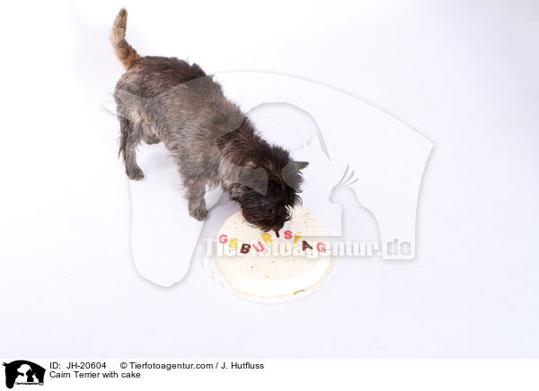 Cairn Terrier with cake / JH-20604